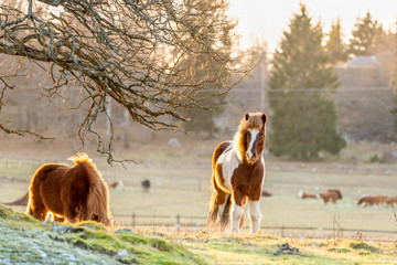 Cold sunny winter animal scene of brown Icelandic horses with thick winter coat graze on a frozen...