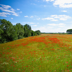 Campagne et champ de coquelicots au printemps.