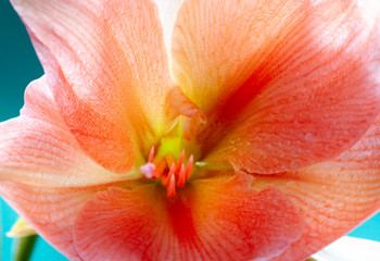 Wet pastel orange Amaryllis flower bloom close up. Floral abstract macro