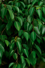 Obraz premium green plant in the garden