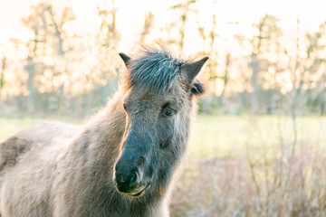 Cold sunny winter animal portrait of an Icelandic horse with thick winter coat.