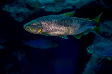Salminus brasiliensis in aquarium. Wildlife animal.
