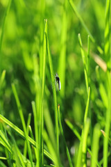 Insect sitting on green grass blade enjoying the beautiful and warm sunlight in the lawn