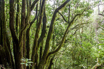 Fototapeta premium Mossy laurel forest