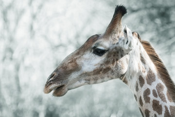 Naklejka na ściany i meble Close-up shot of giraffe head