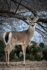 Young Whitetail Buck