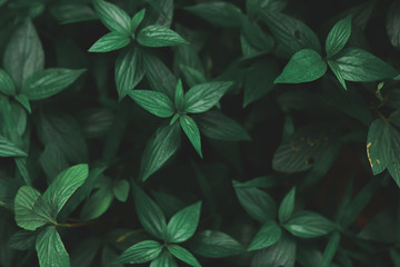 background with green leaves