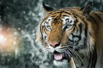 Close-Up tiger.