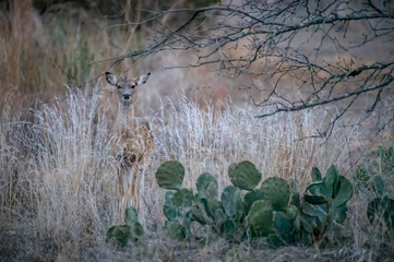 Whitetail Doe behind the Prickly Pear