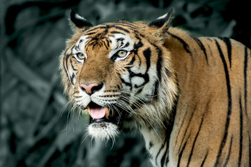 Photos of tiger naturally.