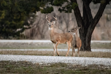 Whitetail Buck and Doe