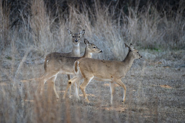 Whitetails in the grass