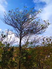 Obraz premium tree in bloom