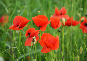 Flowering wild poppy (Papaver rhoeas)
