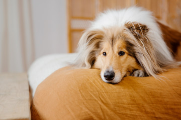 The Rough Collie dog at home. Dog inside