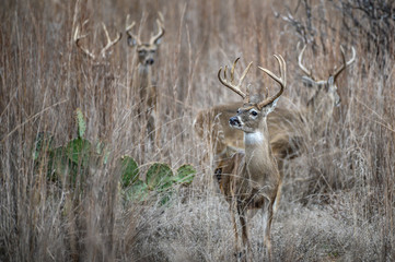 Whitetail Deer in the grass