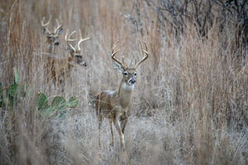 Whitetail Deer in line