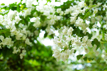 blooming white bougainvillea flowers in a green garden