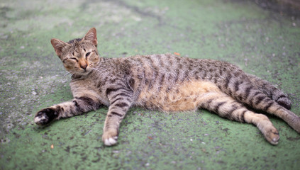 Cat with patterned fur of a tiger fur.