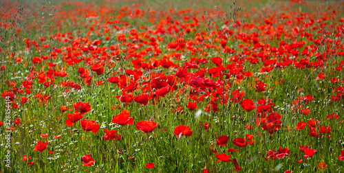 Champ De Coquelicots En Campagne Au Printemps Wall Mural Wallpaper Murals Thierry Ryo