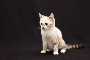 Fototapeta na wymiar grey furry cat with blue eyes on black background
