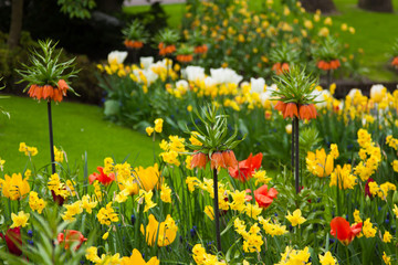 Obraz premium Beautiful tulips, background of blurry tulips in a tulip flowers garden. Nature
