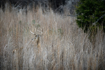 Whitetail Buck in the Grass