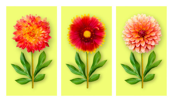 Three offbeat flowers on a light green background. Composition of dahlias and gaillardia with peony leaves. Art object.
