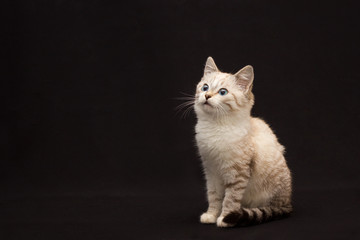Fototapeta na wymiar grey furry cat with blue eyes on black background