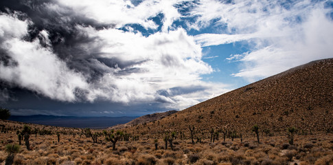 landscape scene in mojave desert california with cloudy sky and joshua trees