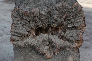 Tree diseases. Trunk tree with deformed bark in a city park
