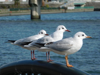 川岸の柵に並んで留まるユリカモメ