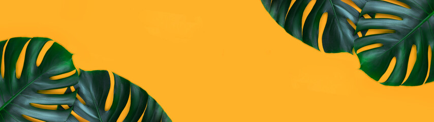 Banner made from tropical jungle monstera leaves isolated on orange background. Flat lay style.