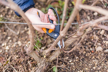 Spring cutting trees and grapes,  gardener pruning a tree concept. Spring work in the garden and...