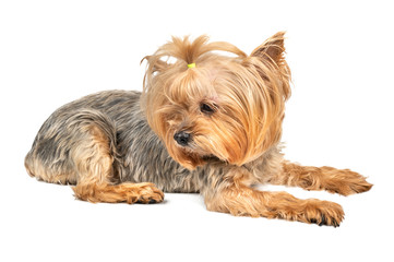 Dog Yorkshire Terrier
