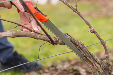 Spring cutting trees and grapes,  gardener pruning a tree concept. Spring work in the garden and vineyard.
