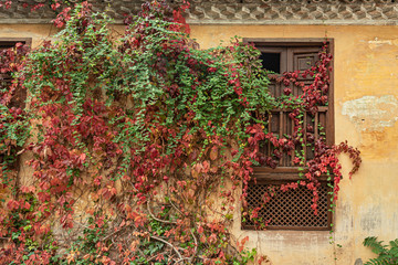 Fototapeta na wymiar Creeper plant on window facade. Overgrown plants covering a wall