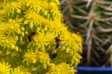 Detail of european or western honey bee pollinating on yellow flowers with warm sunlight on spring afternoon. Bees working on yellow and green flowers. Climate change concept. Pollen allergy.