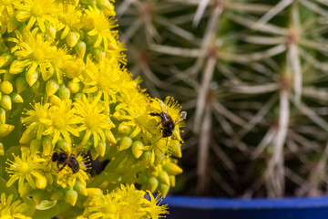 Detail of european or western honey bee pollinating on yellow flowers with warm sunlight on spring afternoon. Bees working on yellow and green flowers. Climate change concept. Pollen allergy.