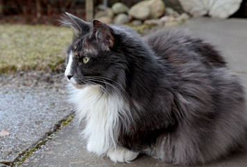 A norwegian forest cat female with alert expression sitting on a pavement