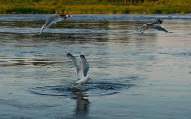 The flock of the white birds is flying over the river. The gull (Larus canus) and its caught fish are over the water.