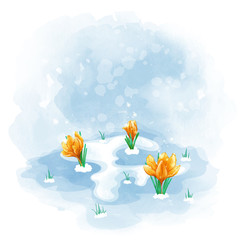 Fototapeta na wymiar Primroses orange tulips or crocuses bloom from under the last snow. Spring illustration with watercolor texture.