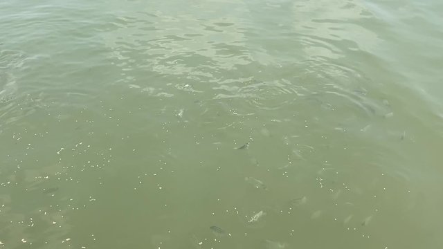 fishes can be seen obviously in the clear river in Thailand, top view.