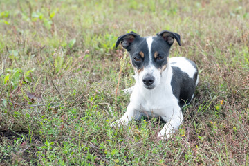 Black and white Jack Russell Terrier lying in a field