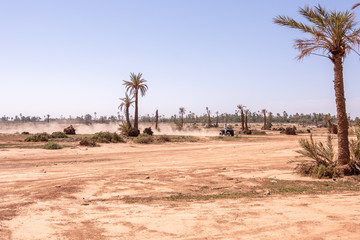 Palm trees in Morocco