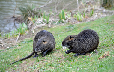 nutria am teichufer