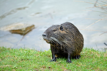 nutria am teichufer