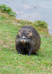 nutria am teichufer