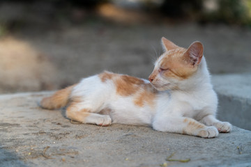 gato beige con blanco en el jardín