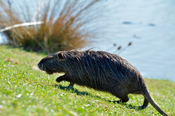 nutria am teichufer